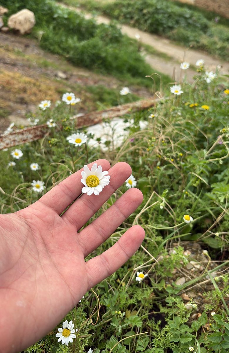 En sevdiğim 🌼