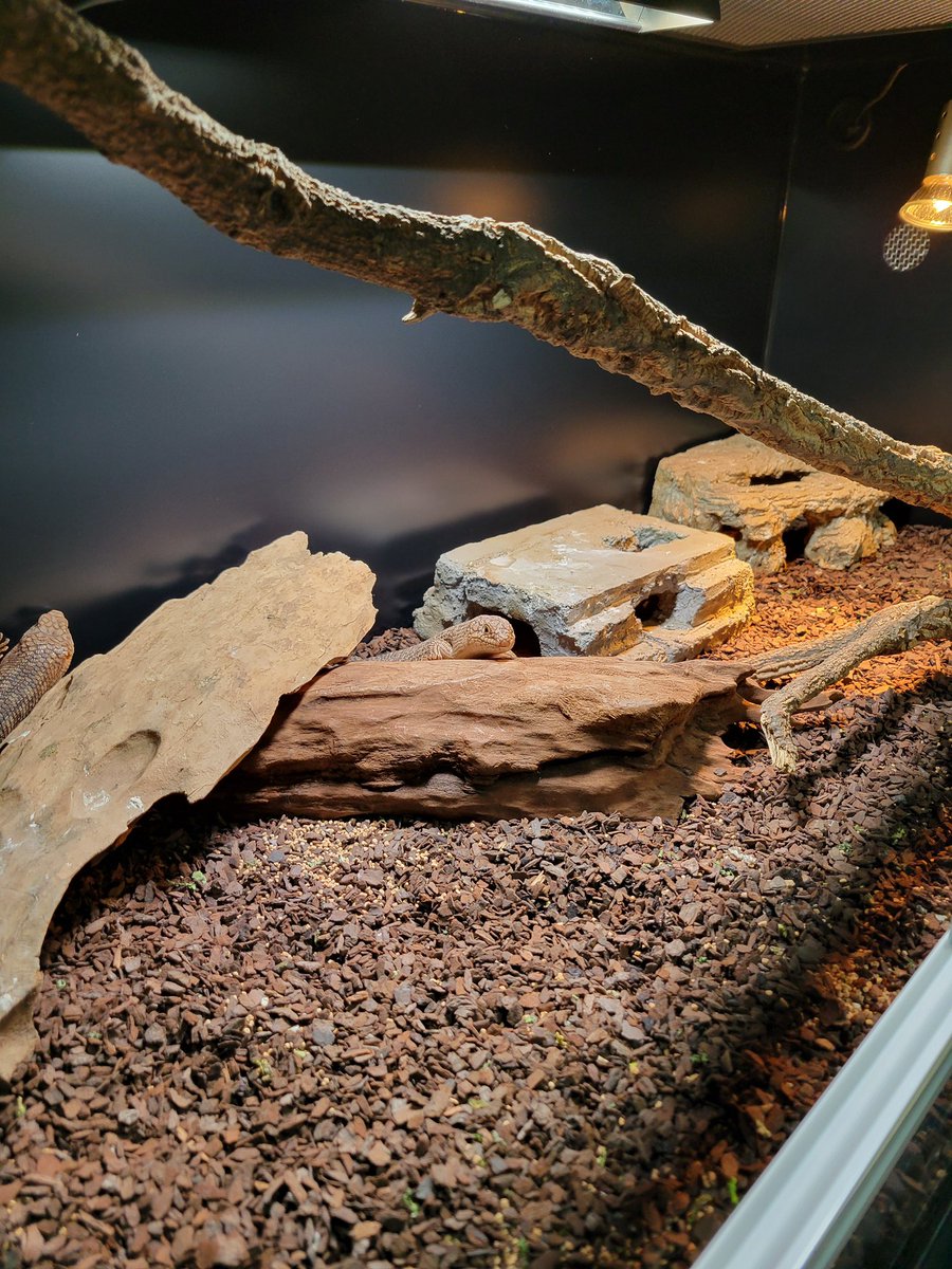 龍匠オリジナルオーダーケージ®︎ (@ryuushyou164) / Posts / X