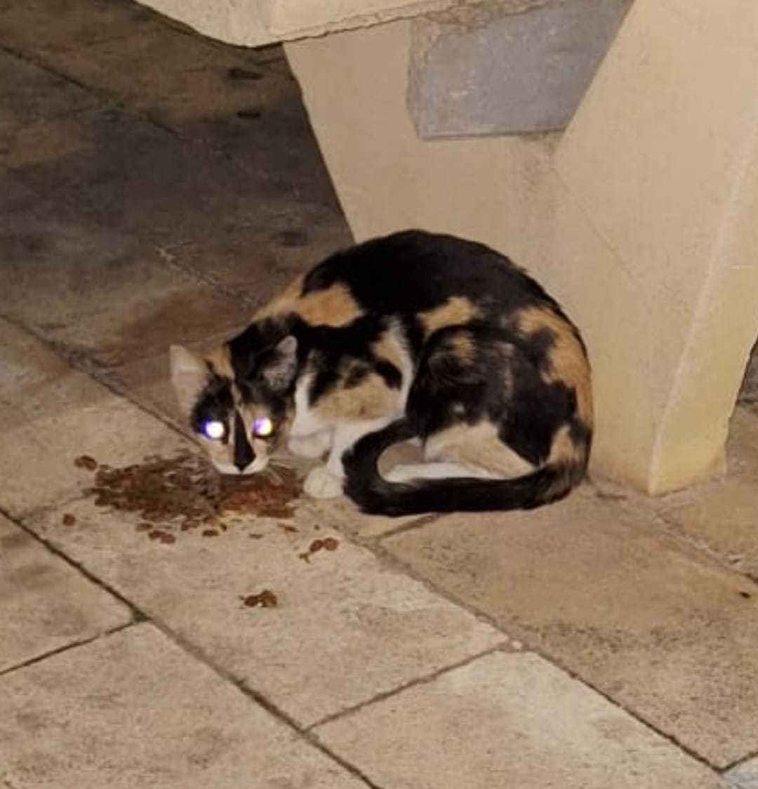 Una preciosa gata doméstica tricolor encontrada en la calle en Alicante. Nuestra amiga,alimentadora  de gatos, busca una adopción responsable para ella. Si te interesa, contacta con Loli al tel 666 795 381.