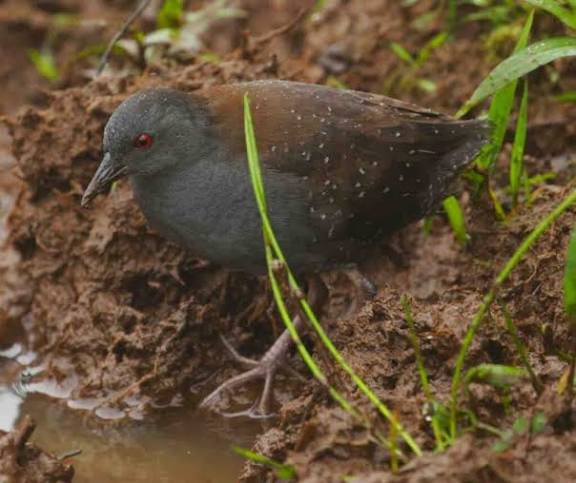 MariaVitdo's tweet photo. El rascón de Galápagos (Laterallus spilonota) está clasificado como una especie Vulnerable a la extinción. https://t.co/TN0ETq53s5