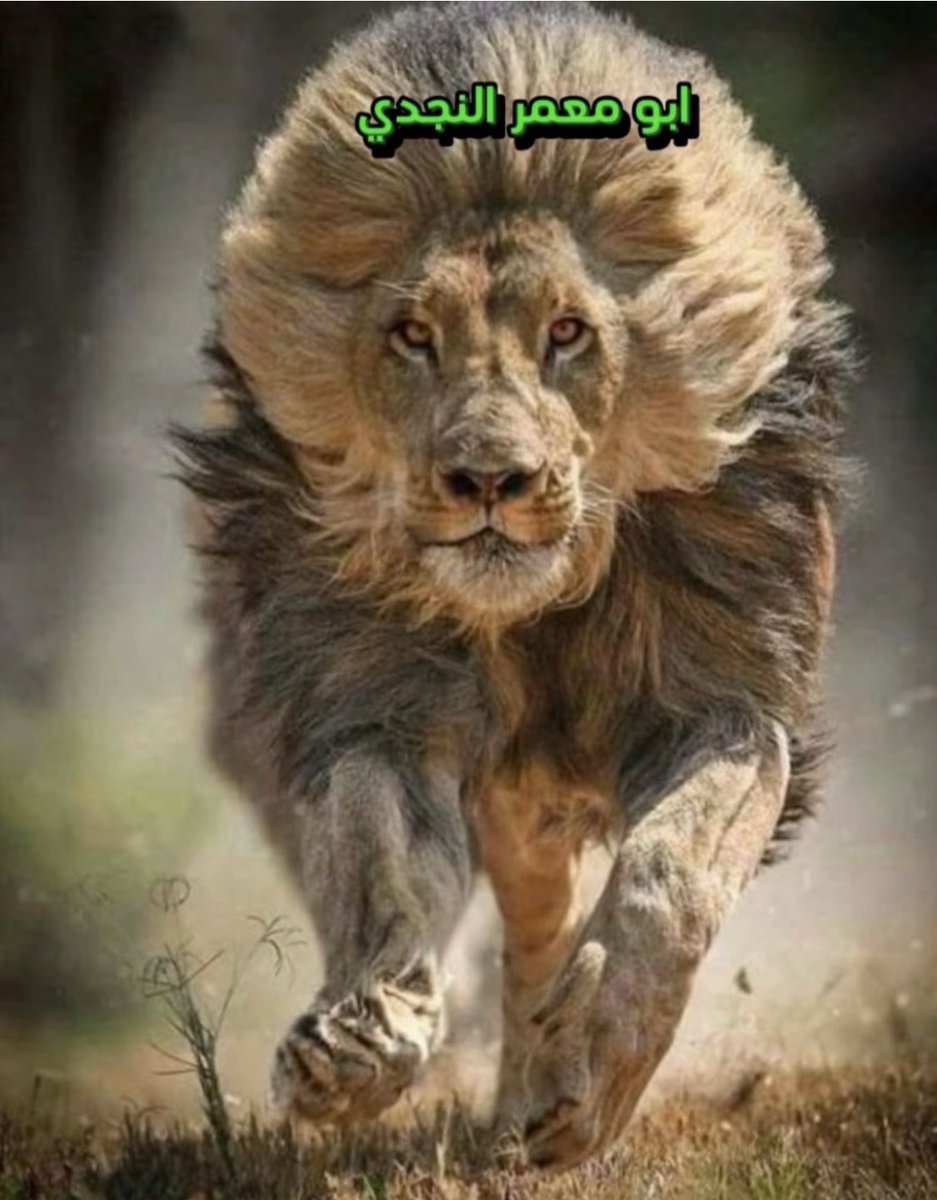 نــاصــِر المـعـمـرِي tweet media