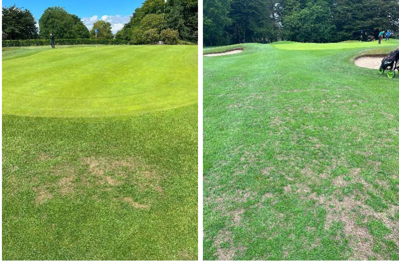 Carr Golf Maintenance tweet media