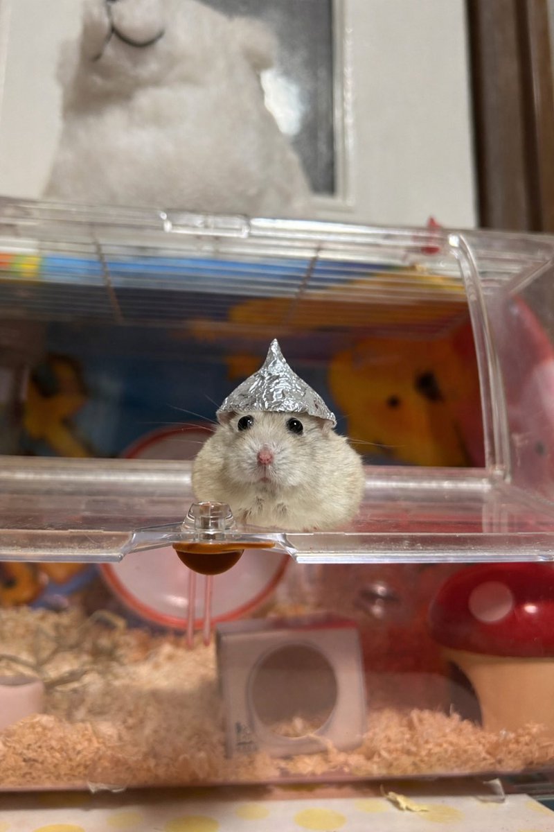 kurimaru59379's tweet image. Kissチョコ？