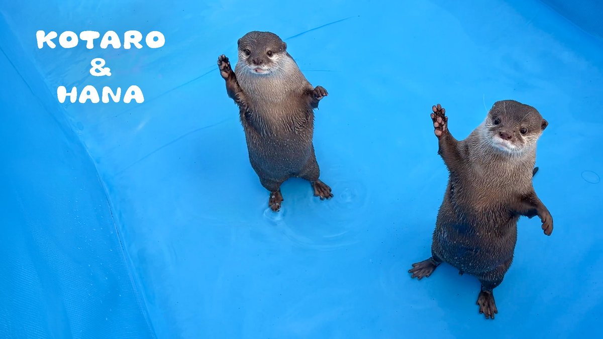 カワウソ コタロー&ハナ Otter Kotaro&Hana tweet media