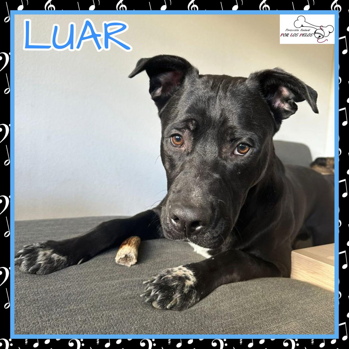 🐶LUAR🐶#mestizo 2añitos, tamaño mediano. Esta preciosidad acaba de sufrir uno de los peores golpes de la vida: le han devuelto porque ha llegado un bebé a la familia. Ahora está en un chenil y no entiende nada. Necesita salir cuanto antes. 👉 protectoraporlospelos.org/ficha-2238