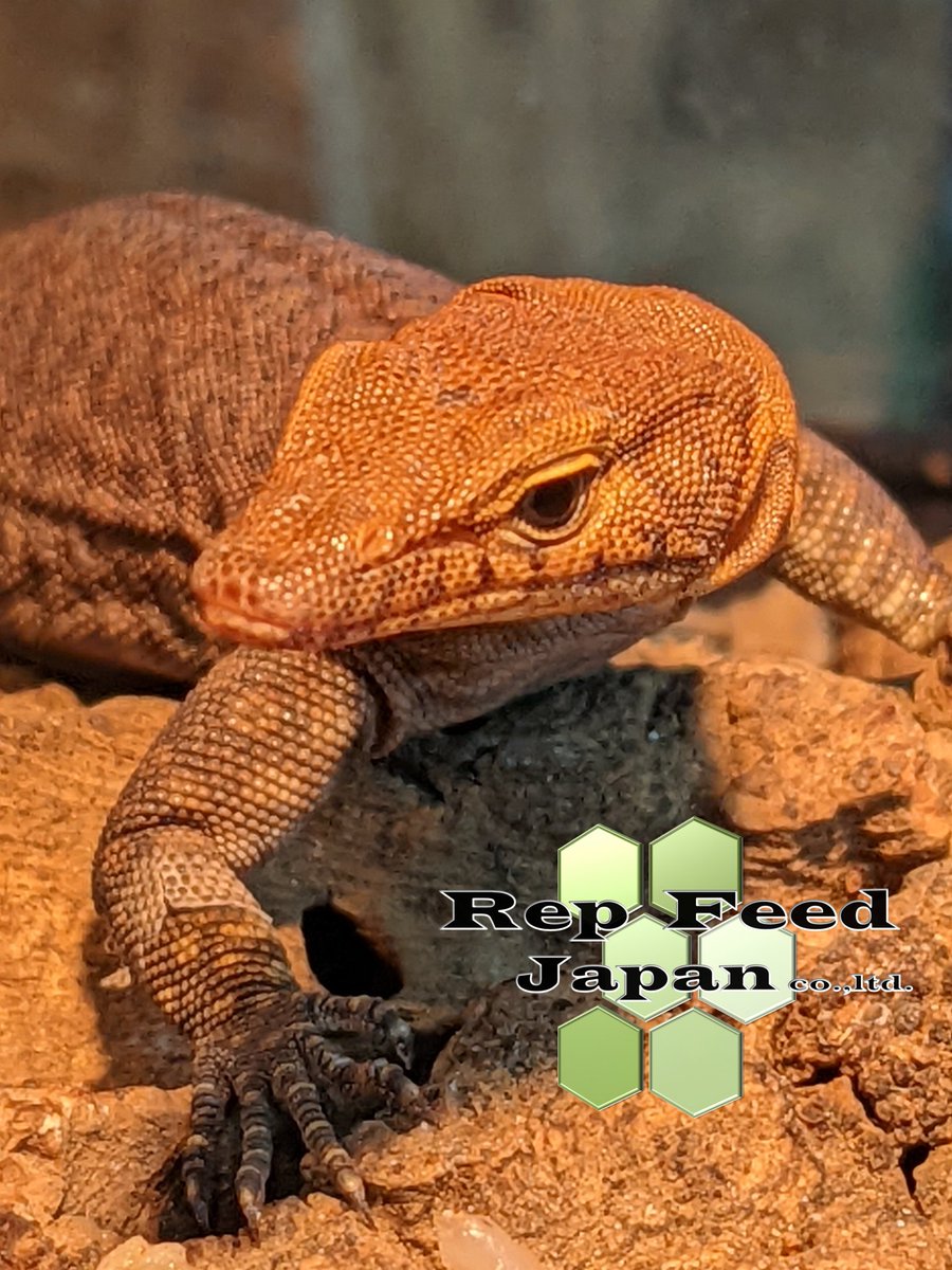 RepFeedJapan co., ltd tweet media