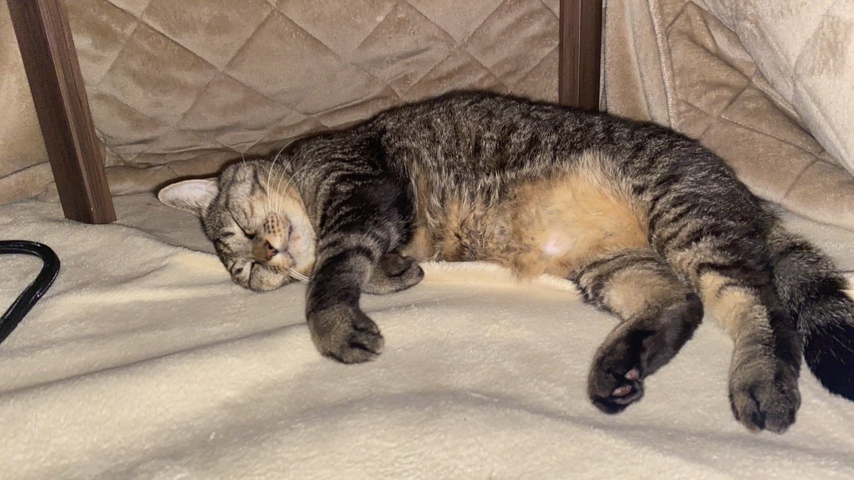 ねこじま まめたろう (@nekojima_22) / Posts / X