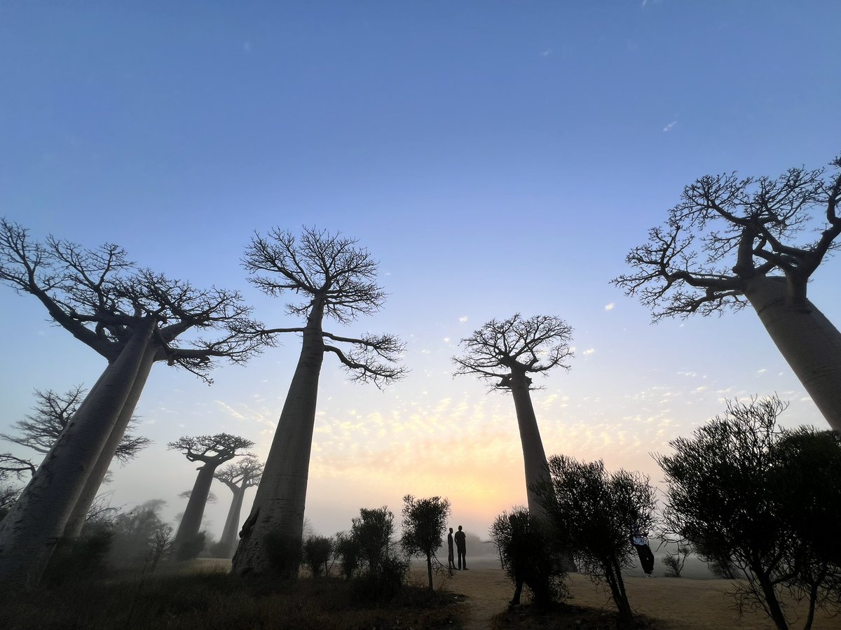 はせ 世界一周 tweet media