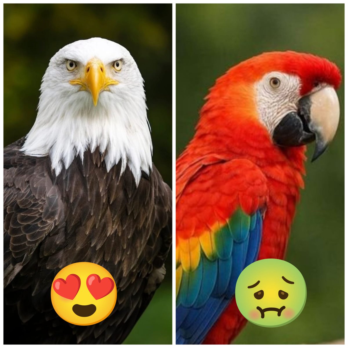 Why Parrots are so ugly 🤢