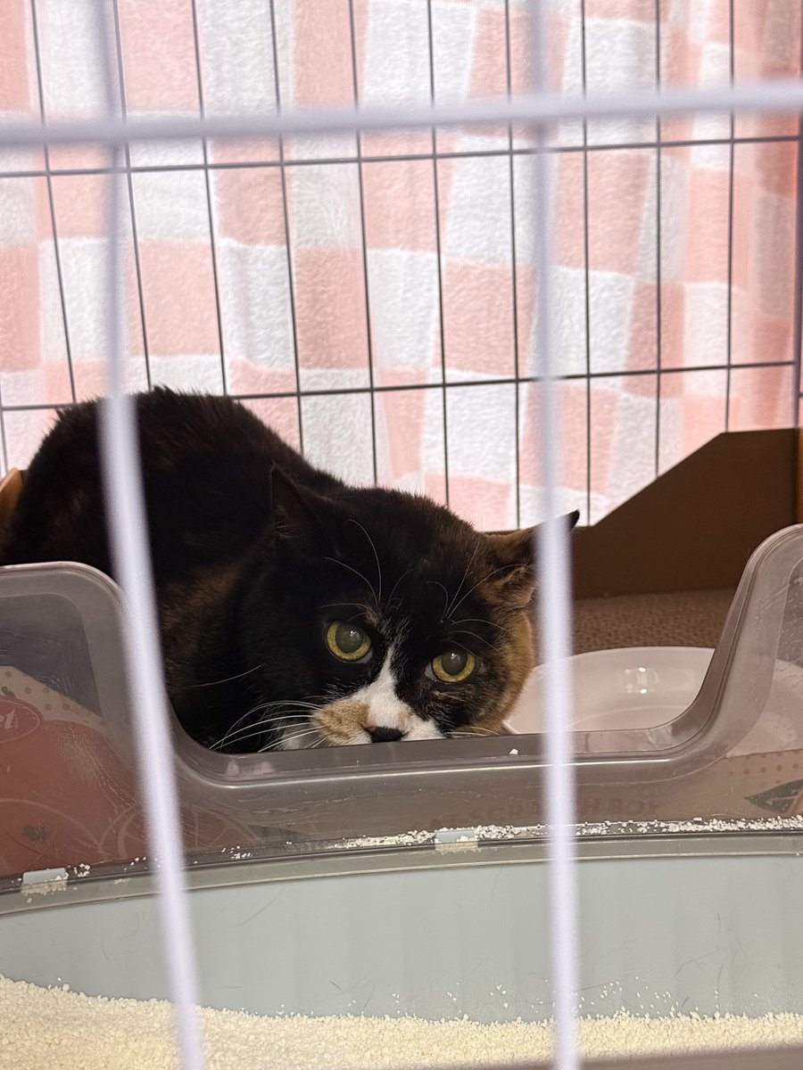 손님이 살룻을 너무 귀엽게 찍어주심🥹
실물 살룻은 원래도 동그리였지만 발치 후 더 동그래져서 동글동글 쪼꾸미 귀염상인데 제가 사진 실력이 부족한가 봐요😢 살룻은 이렇게 힘내서 귀엽기 하고 있는데!! 이모가 더 잘해볼게..
#보광동살룻 #가족찾는살룻