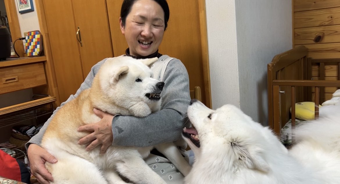 しばわんこ生活 (@toshi38410872) / Posts / X