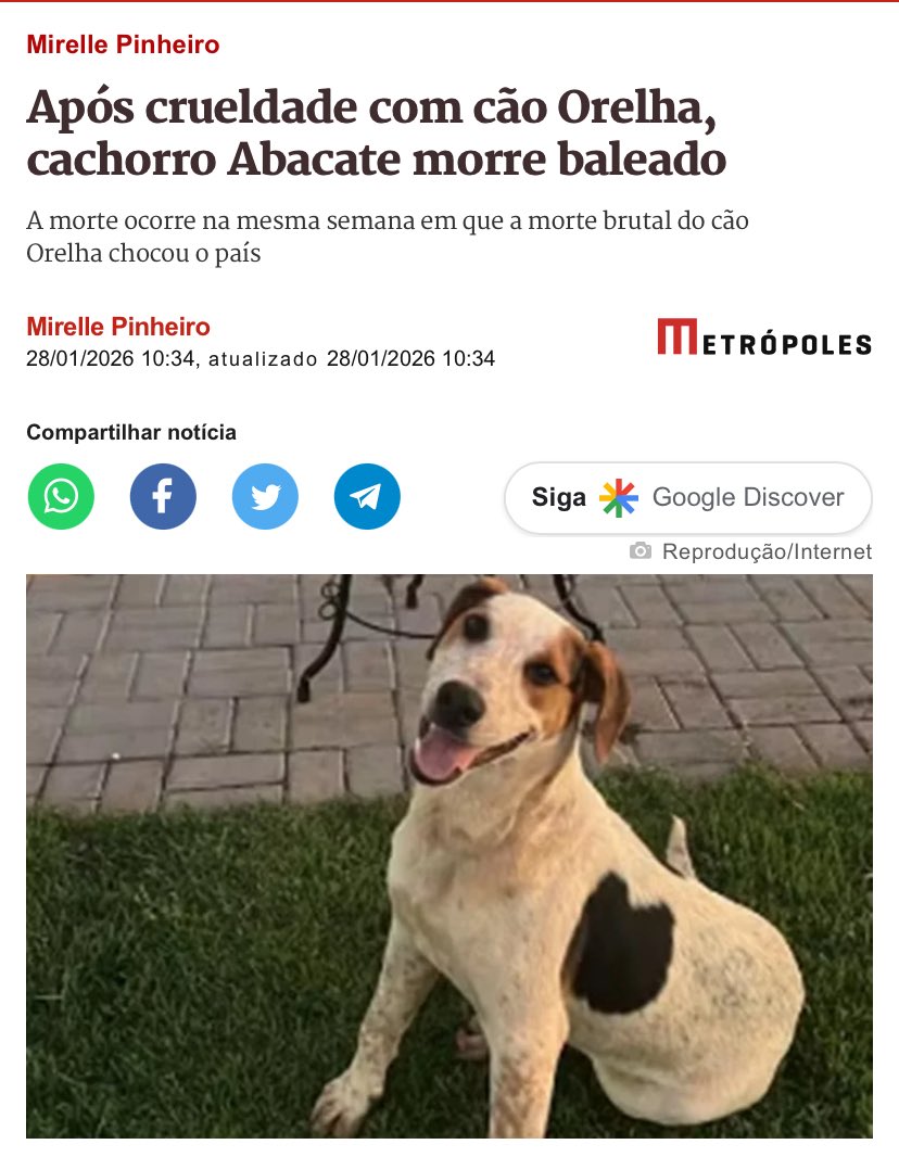 enf_intensiva's tweet image. Pelo Orelha, pelo Abacate, pelo Negão, pelo cãozinho que foi enterrado vivo, pelo cão agredido com um facão em Sergipe, pelo caramelo que quase foi afogado, pela Pretinha!

Lutem pela FEDERALIZAÇÃO DO CASO ORELHA!

Uma investigação ampla e profunda precisa ser realizada!