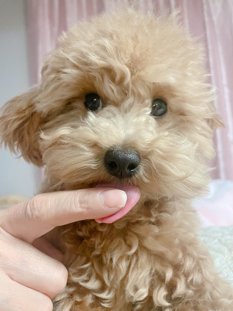 우리집 강아 너무 웃기게 생긴것같아요.