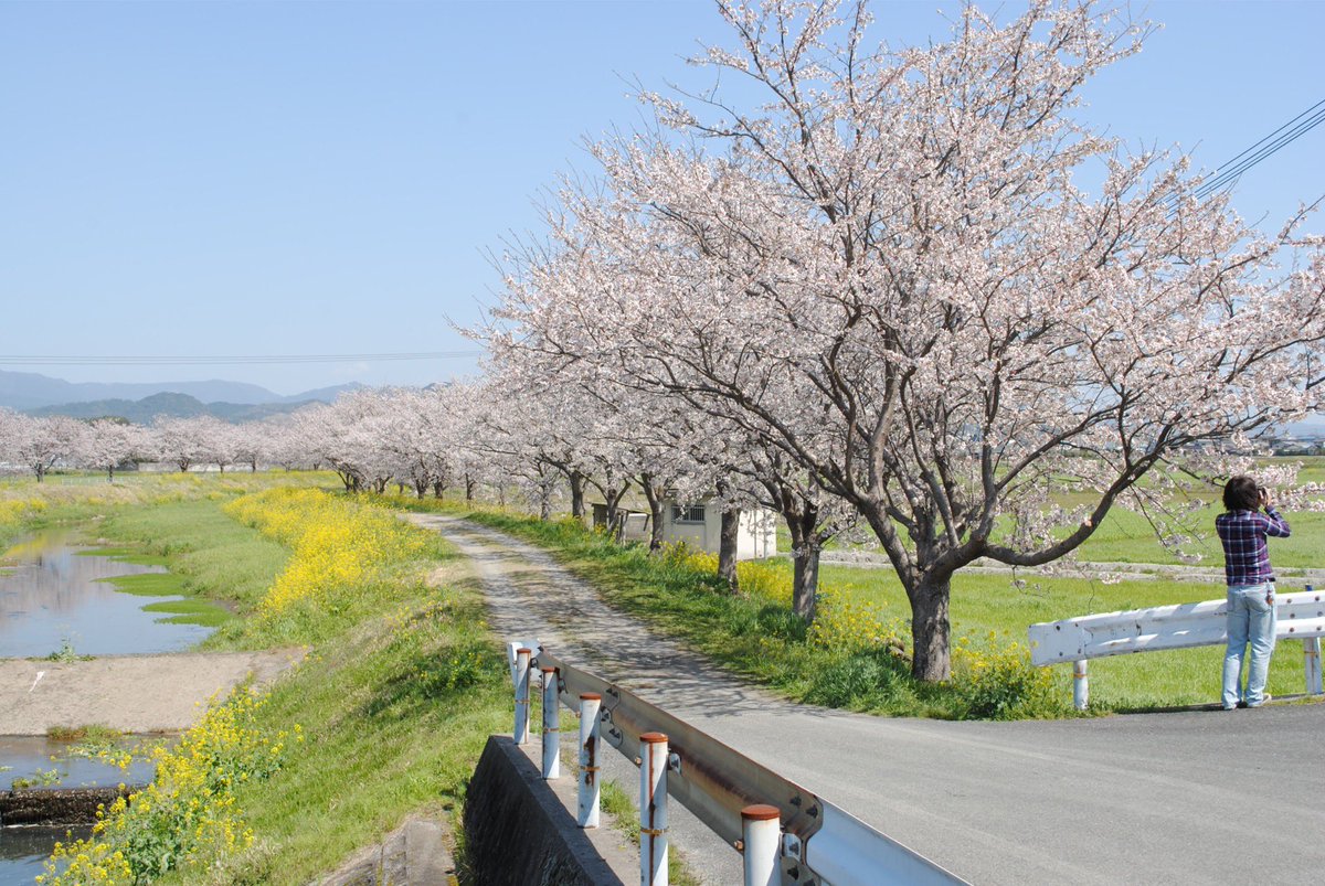 momochaaanmac's tweet photo. 春よ来い
#D3000 #Nikon #春 #桜 #菜の花 #写真好きの人と繋がりたい https://t.co/HAge0Wbxqx