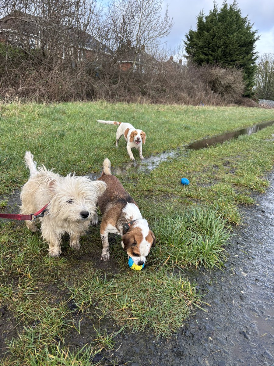 waddells74's tweet photo. When you are out on your walks ๐ถ ๐ถ ๐ถ ๐พ just #shiftit #litter ๐ ๐ช๐ผ ๐ make the world ๐ better ๐ฅฐ xxx https://t.co/sZ6XoTwKCB