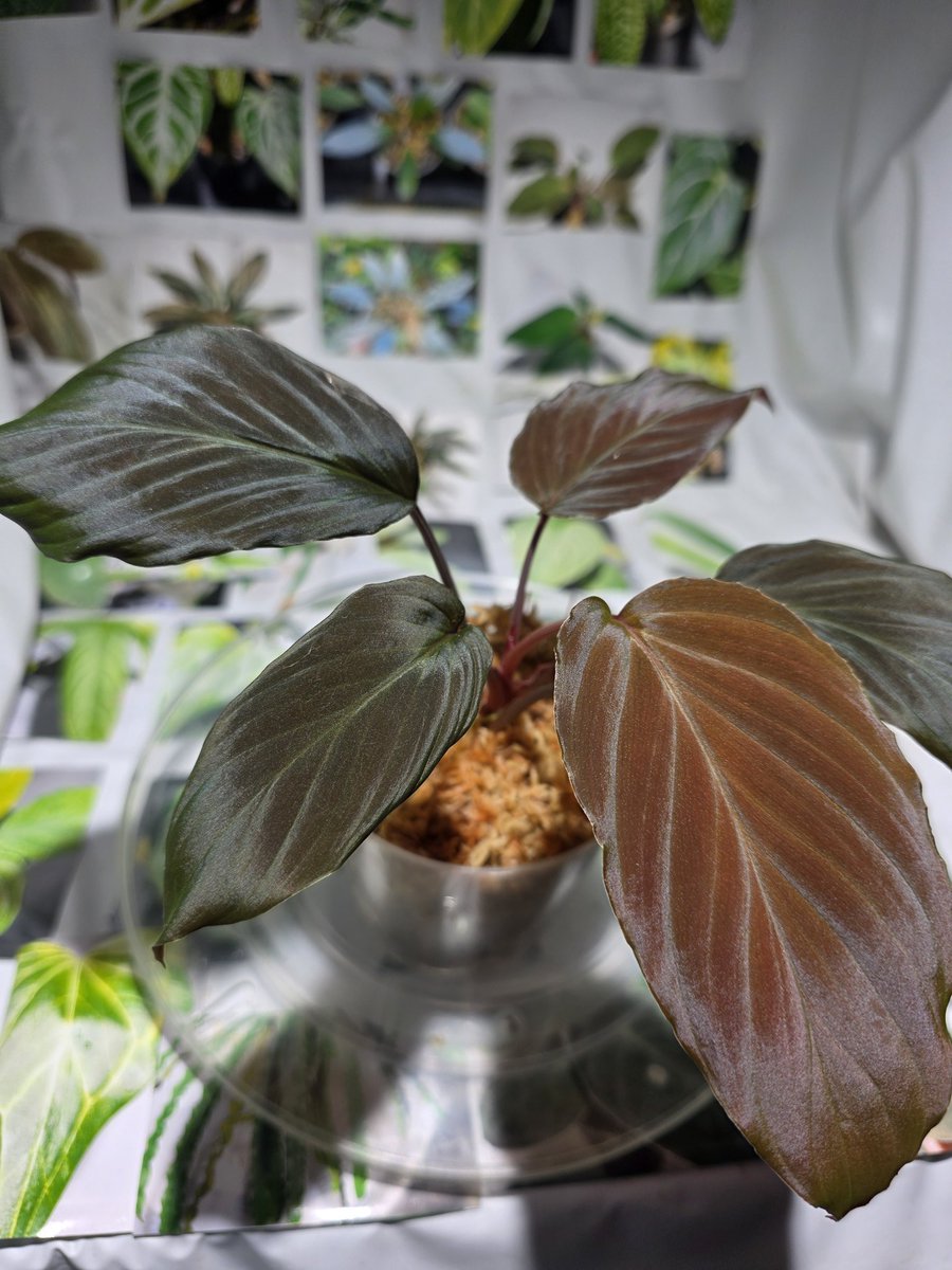 1/31 Homalomena sp. Langkat sumatera utara 黒青、超ビロード、蛇腹