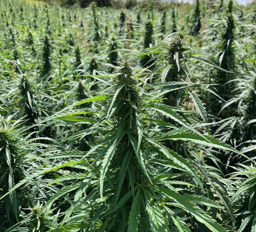 21 ilde kenevir üretimine izin verildi.

Bu kenevirler, lif, ilaç, kişisel bakım ve sap üretiminde kullanılacak.

— Amasya
— Antalya
— Bartın
— Burdur 
— Çorum 
— İzmir
— Karabük
— Kastamonu
— Kayseri
— Konya
— Kütahya
— Malatya
— Çorum 
— Rize
— Samsun
— Sinop
— Sivas
— Tokat
—