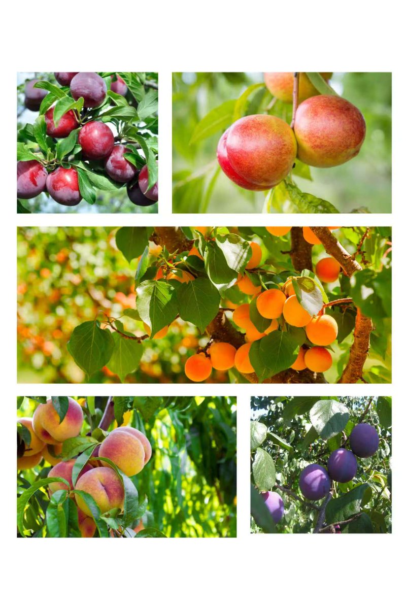 AmbWuPeng's tweet image. Following the signing of the Protocol on Phytosanitary Requirements for the export of South African stone fruits to China in October 2025, GACC has recently announced the list of South African stone fruit export enterprises meeting the relevant requirements. China looks forward