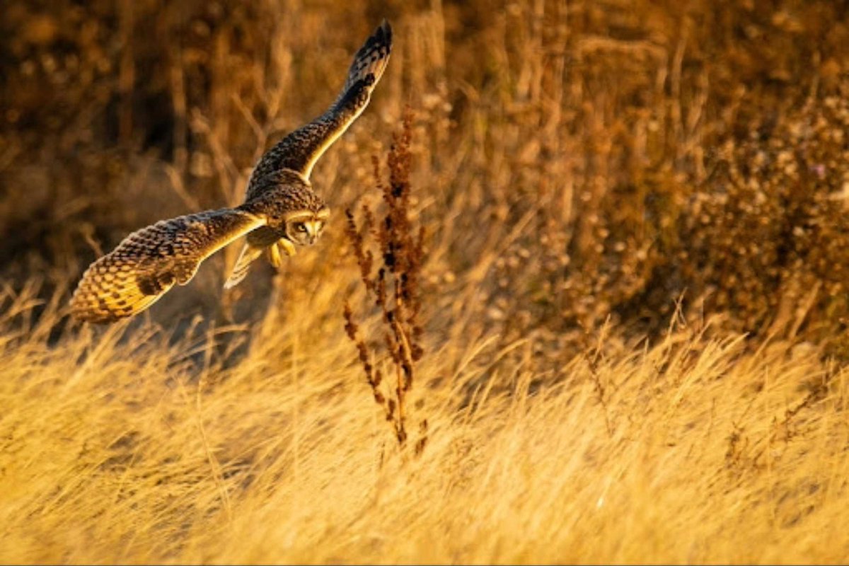 NickDale_Photo's tweet photo. Probability of Epic Wildlife Shots: Stats Tips for American Students in the Field
#probability #ConditionalProbability #smartrepetition #fieldchecklist #Statistics #sampling #wildlifephotography #onsafariwithnickdale
https://t.co/ACypfGS2AC https://t.co/OegYUCD7XK