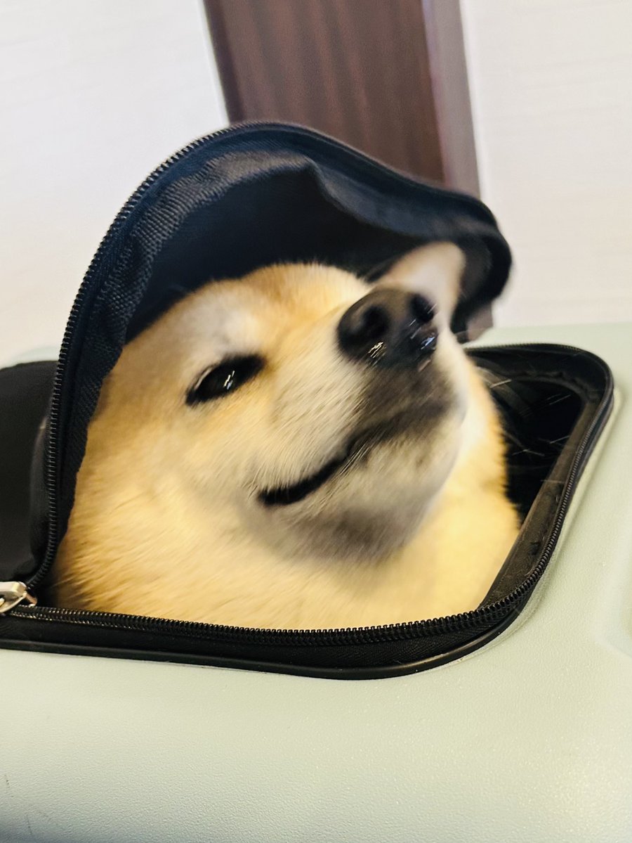 へっぷし🤧

鼻水可愛い🤭

 #柴犬