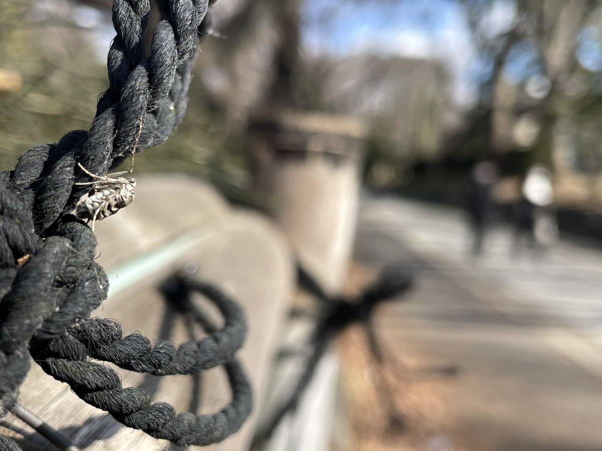 Photoinsect's tweet image. 街角昆虫観察記（ちょー不定期）
街中の観光客の多いスポットにいたウスバフユシャク（たぶん）のメス。
カメラ持ってなかったのでiPhoneで撮影しました！
#フユシャク