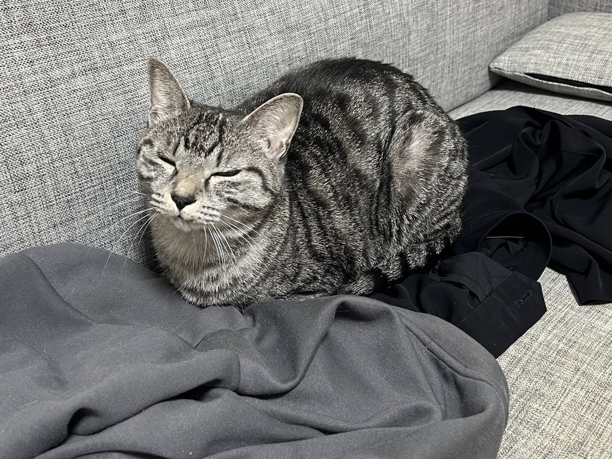 部屋着脱ぎ散らかして帰宅したらこうなってた