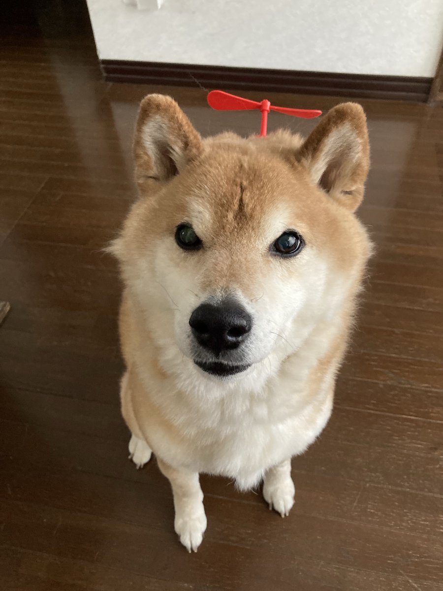 タケコプターを　手に入れた
#柴犬が好きすぎるで使っていいよ