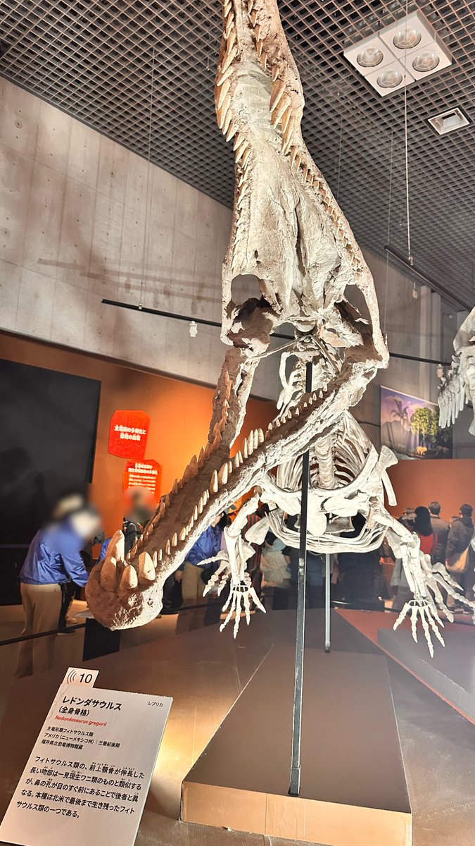 大絶滅展に行ってきました！ 想像していた以上の展示数で圧倒され