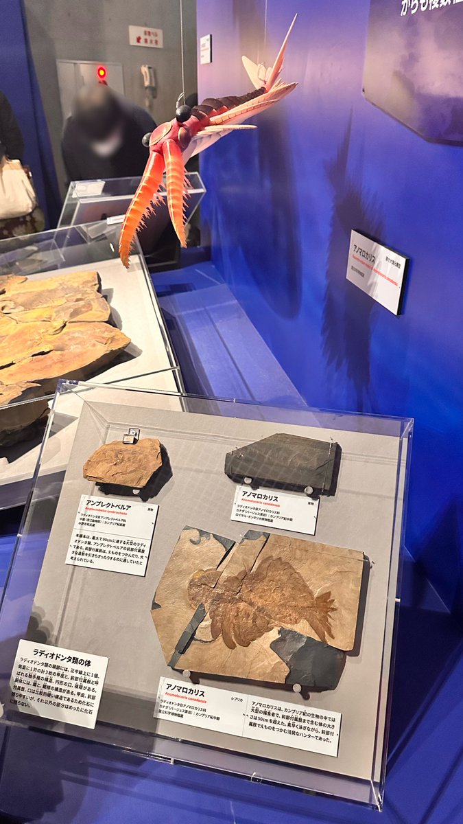 大絶滅展に行ってきました！ 想像していた以上の展示数で圧倒され