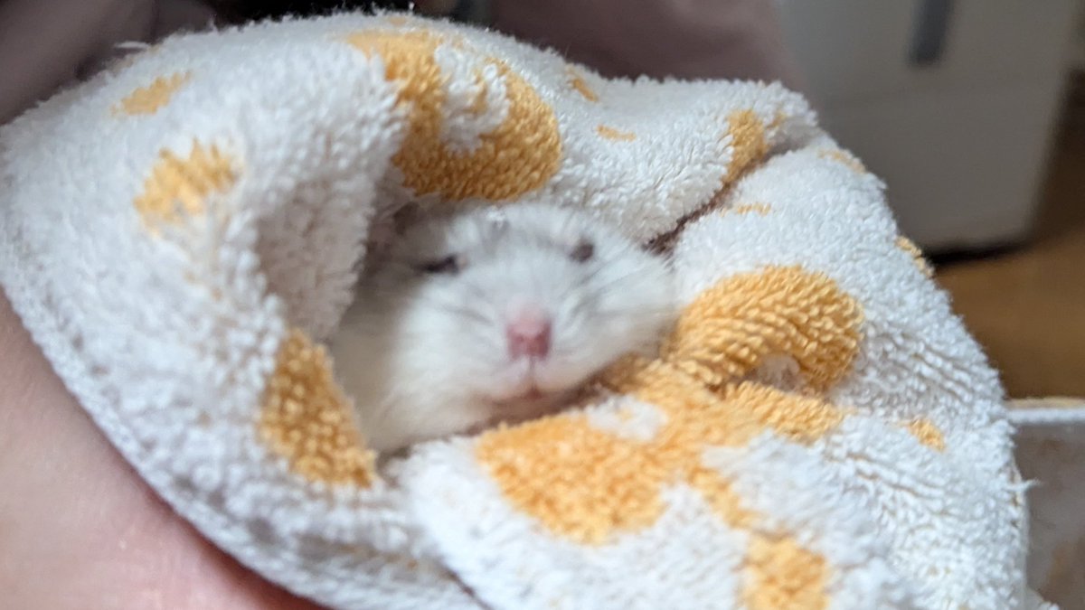 ゆい🐹🐹🐹🐹🐹🐹 tweet media