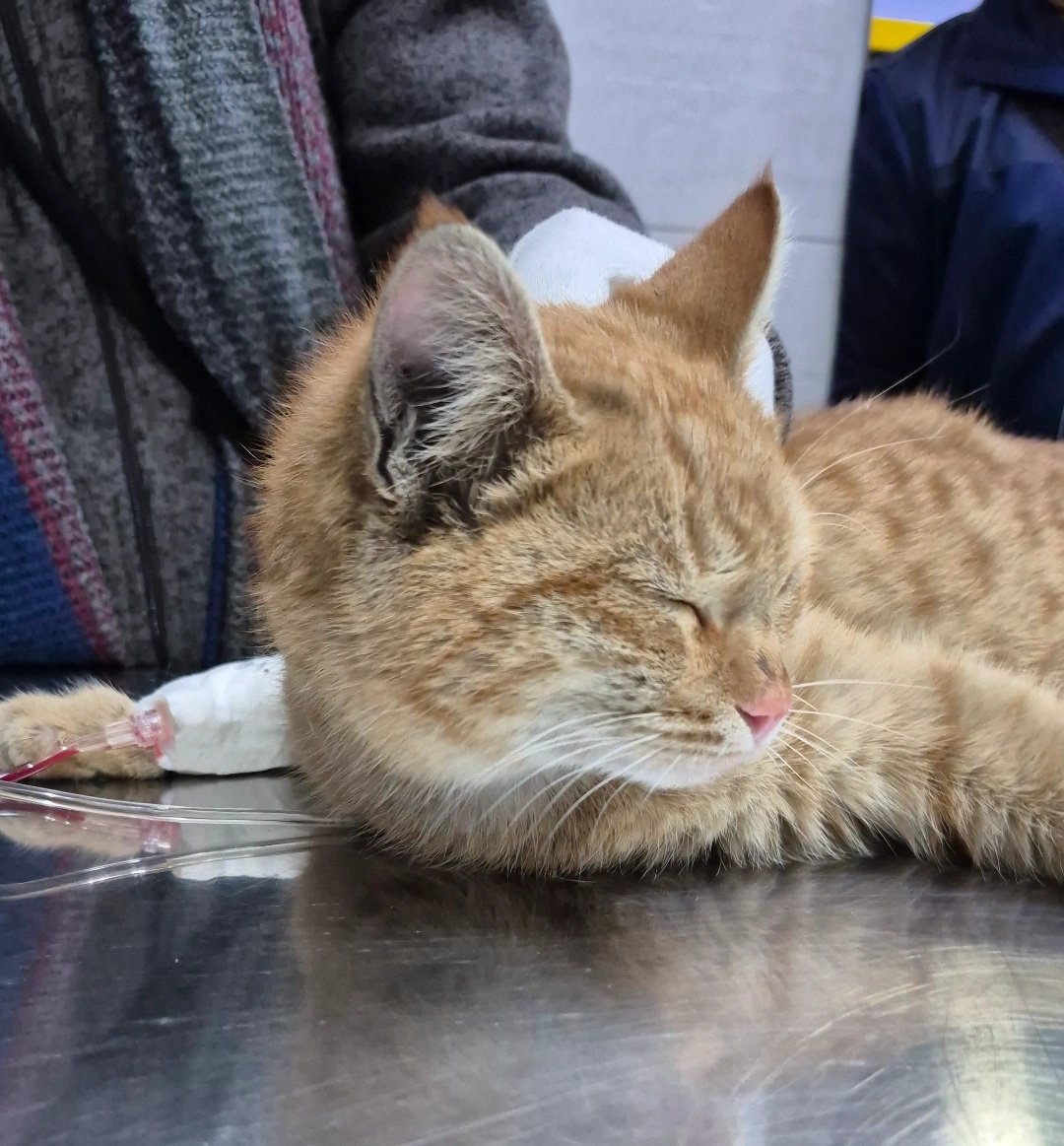 امروز اقا فریبرز توسط جراح ویزیت شدن و جراح گفتن که آبسه باید تخلیه شه
و بعدش تا بهبودی زخم روزانه پانسمانش تعویض بشه
امروز عصر هزینه تخلیه آبسه و تعویض پانسمان بهمون اعلام میشه
ممنون میشم اگر در پرداخت هزینه ها کنارمون باشید🙏🥺🫂