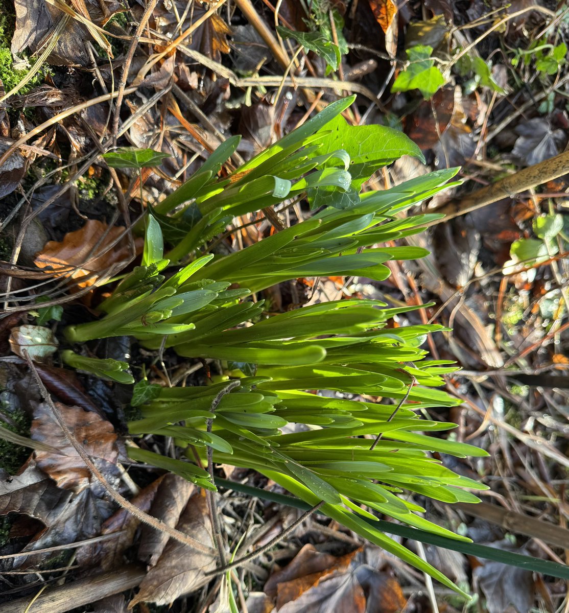 SueCrowe111's tweet image. Spring is nearly here with green shoots of bluebells, Camassia, miniature daffodils and beautiful snowdrops with white promise☺️#lovemygarden #simplethings