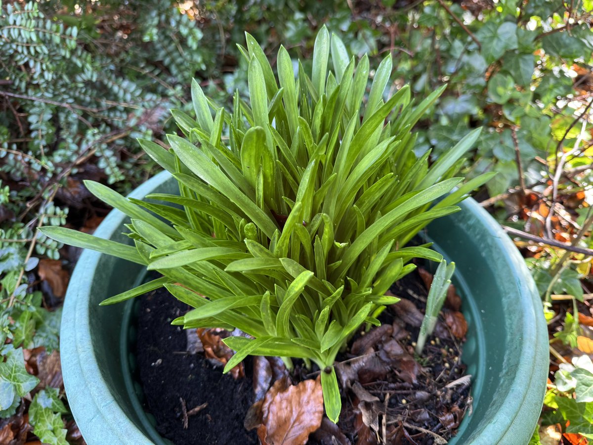 SueCrowe111's tweet image. Spring is nearly here with green shoots of bluebells, Camassia, miniature daffodils and beautiful snowdrops with white promise☺️#lovemygarden #simplethings