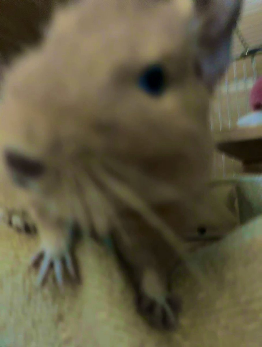 CHICCI1013's tweet photo. #TLにデグーのドアップ画像をあげて人々を幸せにしよう計画
ぼやぼや🐭 https://t.co/Yi9bcHPWg8