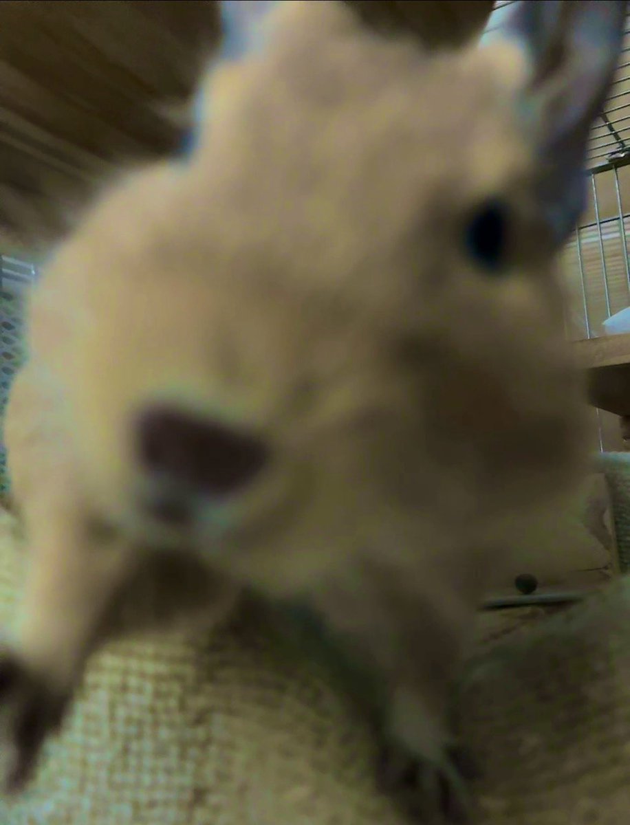 CHICCI1013's tweet photo. #TLにデグーのドアップ画像をあげて人々を幸せにしよう計画
ぼやぼや🐭 https://t.co/Yi9bcHPWg8