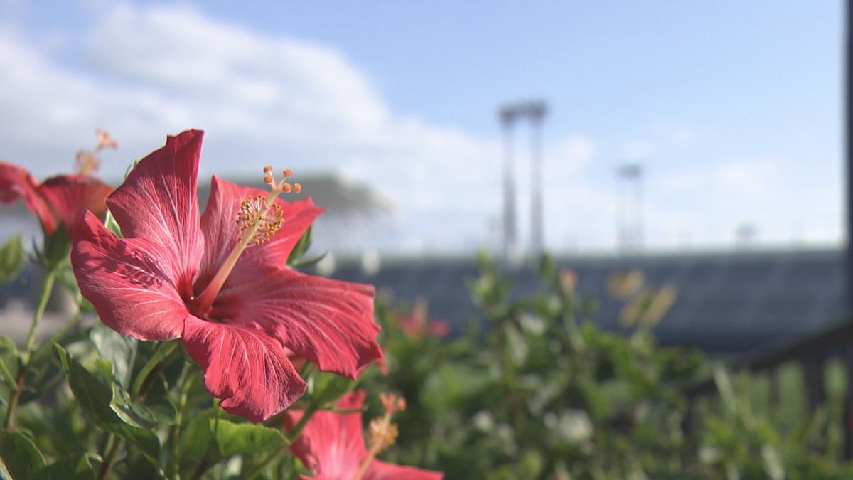 HTBスポーツ tweet media