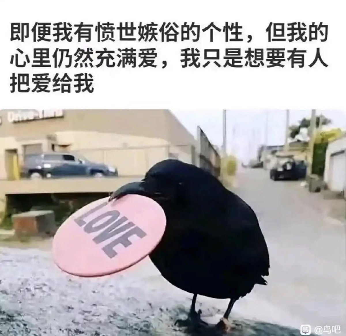 鸦片鱼 tweet media