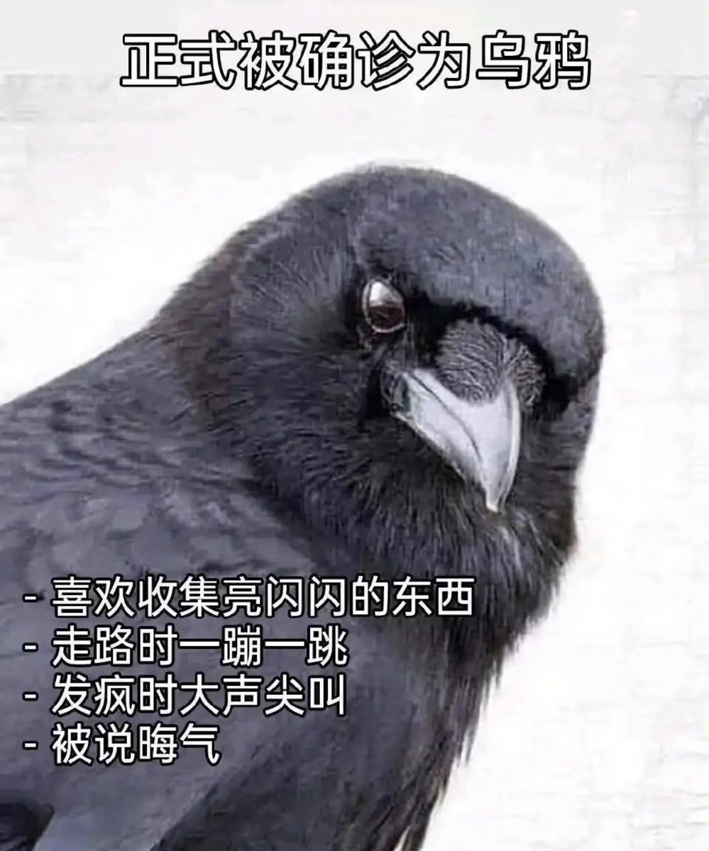 鸦片鱼 tweet media