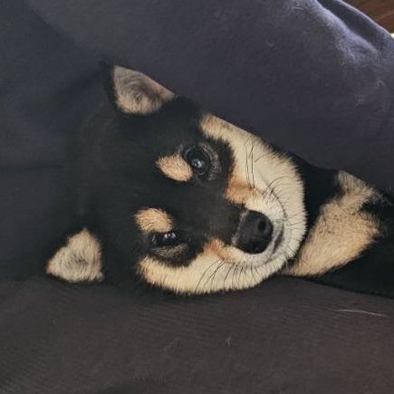 _ssrinu's tweet photo. 今日はお散歩キャンセル界隈犬
(※この後降参して行ったようです) https://t.co/QVvAfwSe93