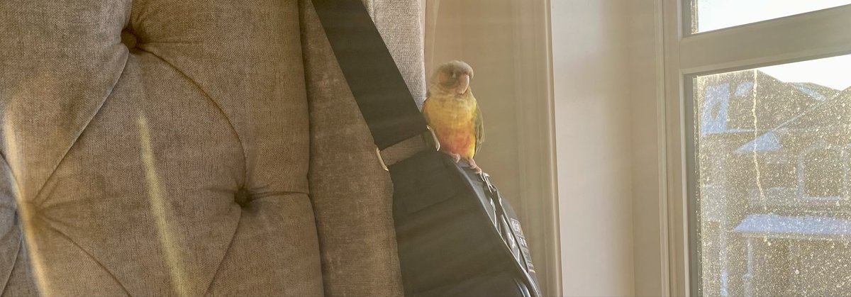 ParrotHuman's tweet photo. gm. It’s a new, strange world. https://t.co/WuUvkVkQUZ
