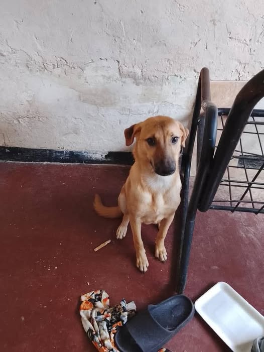 En adopcion...publicacion de terceros !!!!!.[En realidad no es mío fue una amistad que me comentó que lo estaban dando porque no lo pueden tener pero si alguien se interesa me contactarían a mí dejo mi número 04127375398]......saque esta información y la pegue.. TAL CUAL ME LLEGO