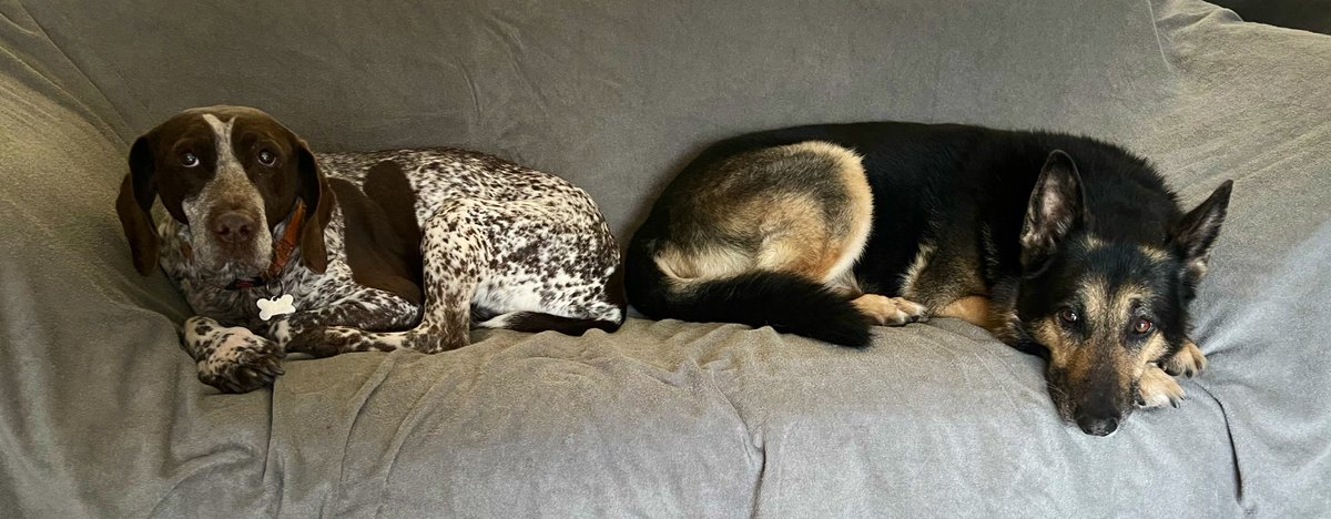 Retired Police Dog Quest tweet media