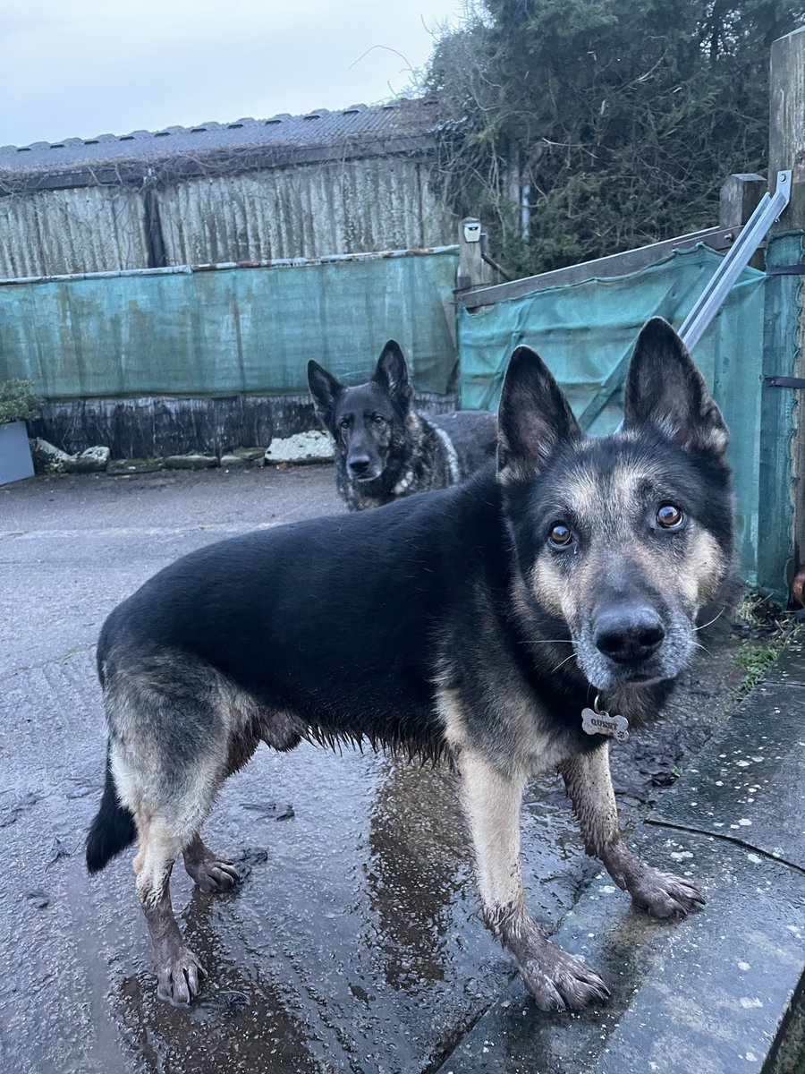 Retired Police Dog Quest tweet media