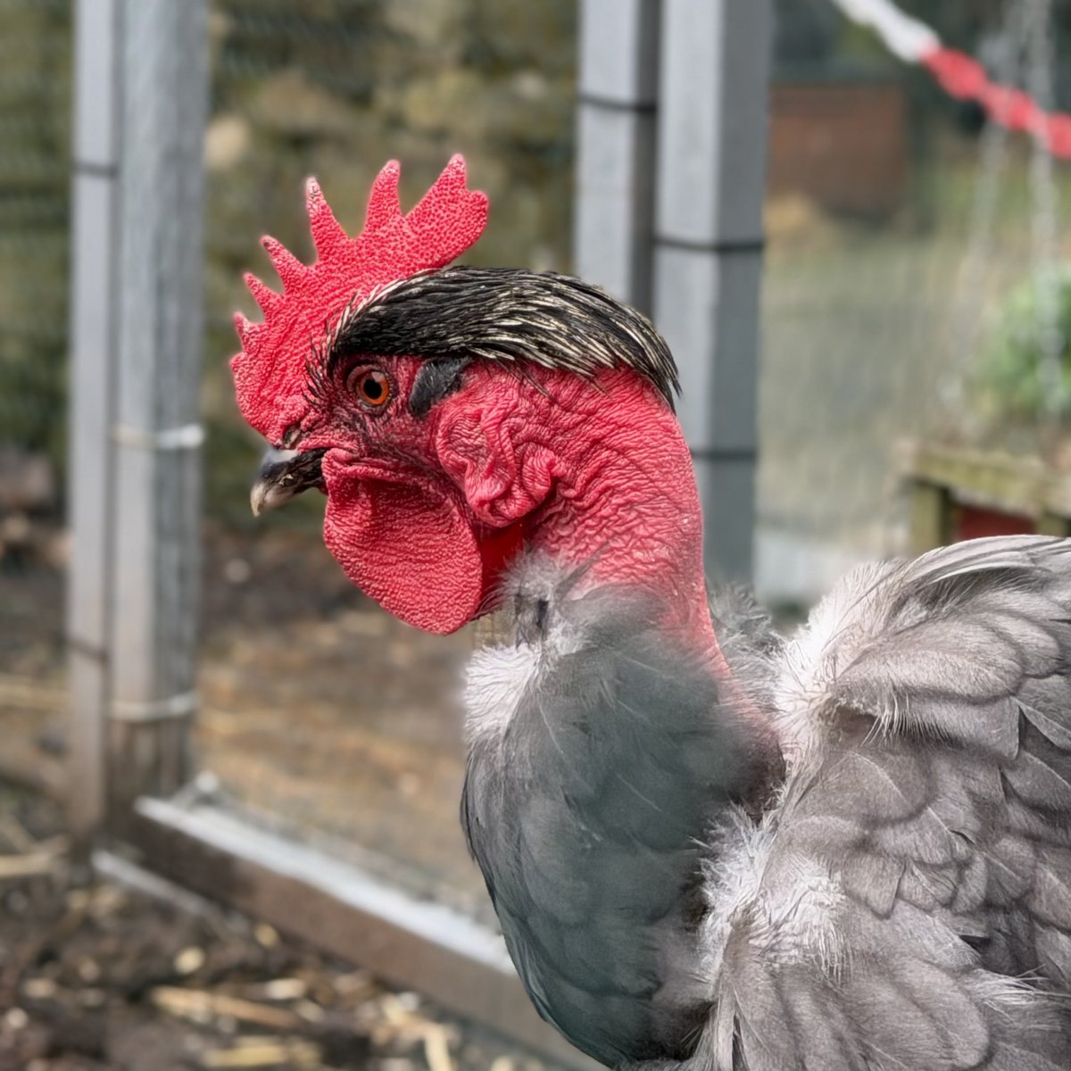 BleakholtF's tweet image. We've 2 new Roosters in needing a home, they're Colin &amp;amp; Barry they've been together since they were small chicks &amp;amp; they get on well. They're both large breeds, Barry is a Naked neck &amp;amp; looks a bit like a Vulture, Colin is a Maran with feathery legs. 🐓 #chickens #SaturdayStories