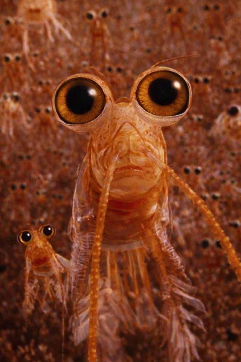 TalepoZ's tweet photo. @mrpunkdoteth Yup it's the $KRILL https://t.co/AqG4XOG5yY