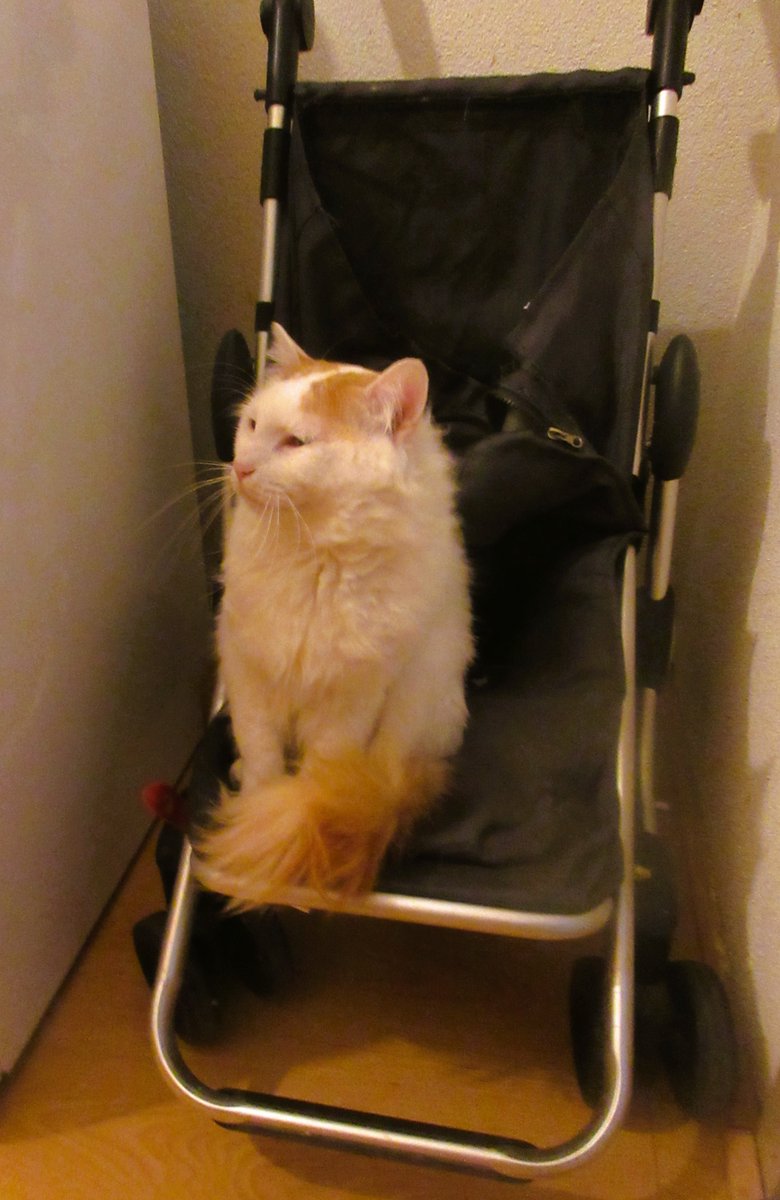 CatTulpan's tweet image. The hint wasn't understood. I wanted to be driven around again.
#Caterday #TurkishVanCats #CatsOfTwitter