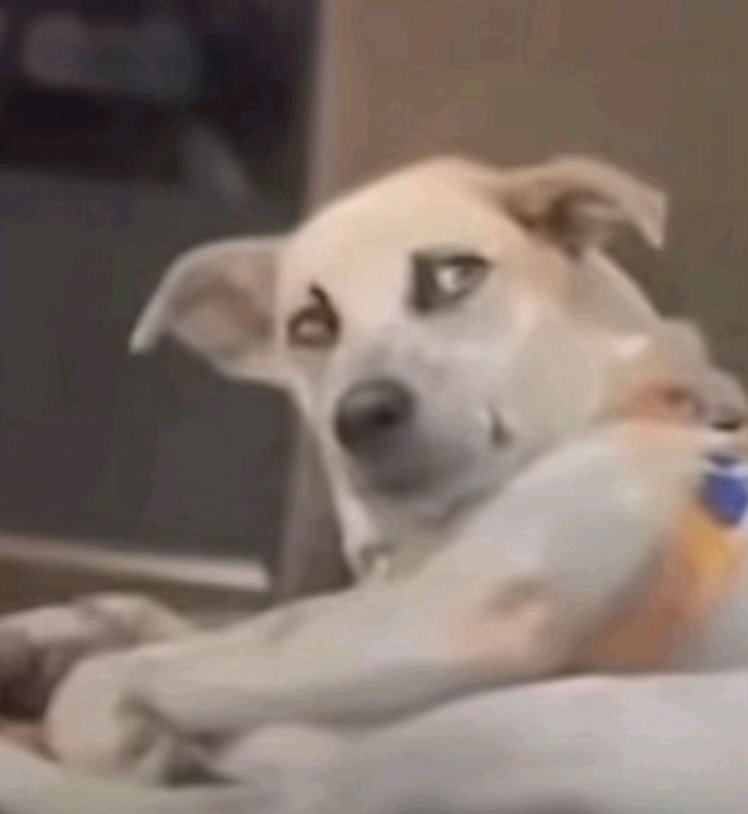 Grootman tweet media