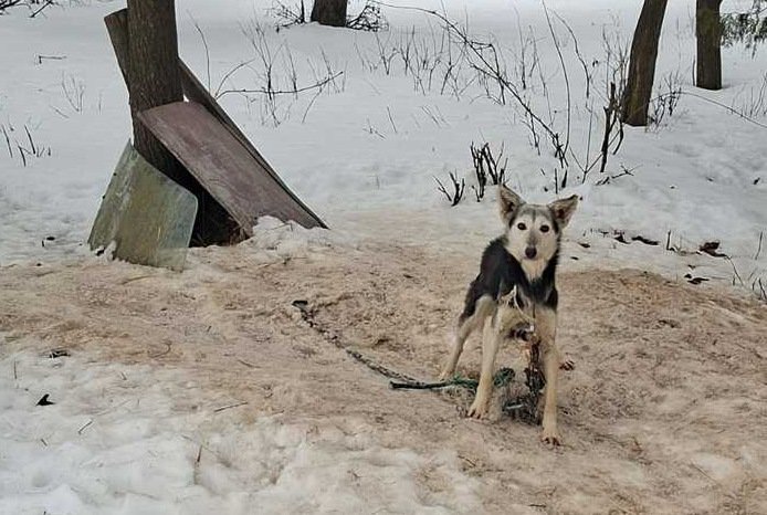 Polska wieś 2026. Gmina Mircze koło Hrubieszowa. Małżeństwo 52-latków w takich warunkach trzymało 16 psów. Skrajnie zaniedbane, wygłodzone, przywiązane na łańcuchach przy prowizorycznych schronieniach, z blach, desek i pustaków. Policja weszła ma teren gospodarstwa. Psy zostały