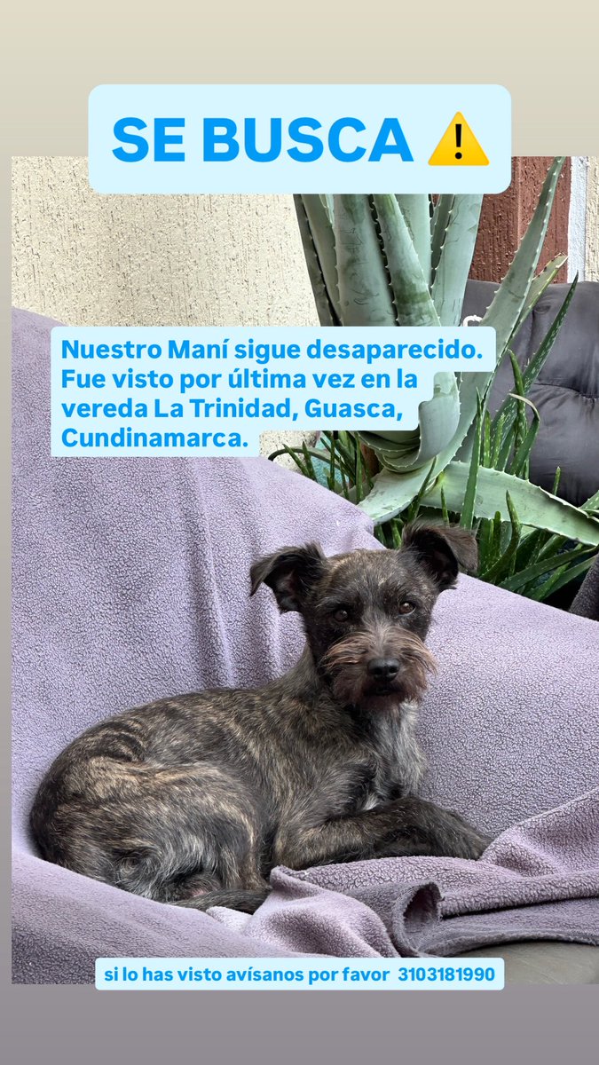 JavierMalaverJR's tweet photo. ⚠️💔Nuestro Maní sigue desaparecido . Fue visto por última vez en la vereda La trinidad, Guasca, Cundinamarca. Ayúdanos a encontrarlo por favor! ⚠️💔 @PlataformaALTO @MONYRODRIGUEZOF @margaritavela @YMFajardo1106 @losbuscamos_col @MarkLeeOficial https://t.co/n6I07AJlgm