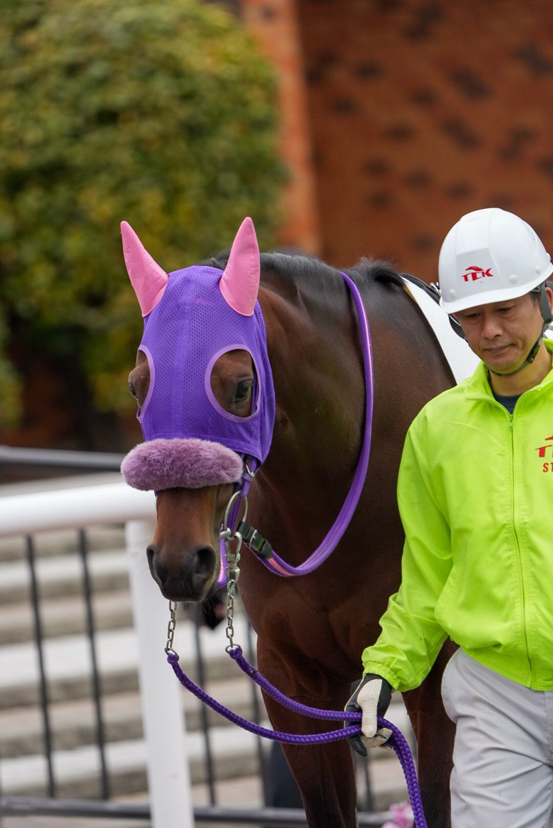 まるしぇ tweet media